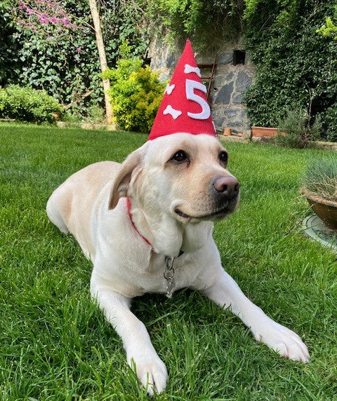 a white/yellow English labrador, laying on the grass in a garden, she wears a conical red felt party hat , decorated with bones and a big number 5. She has a facial expression like she is smiling